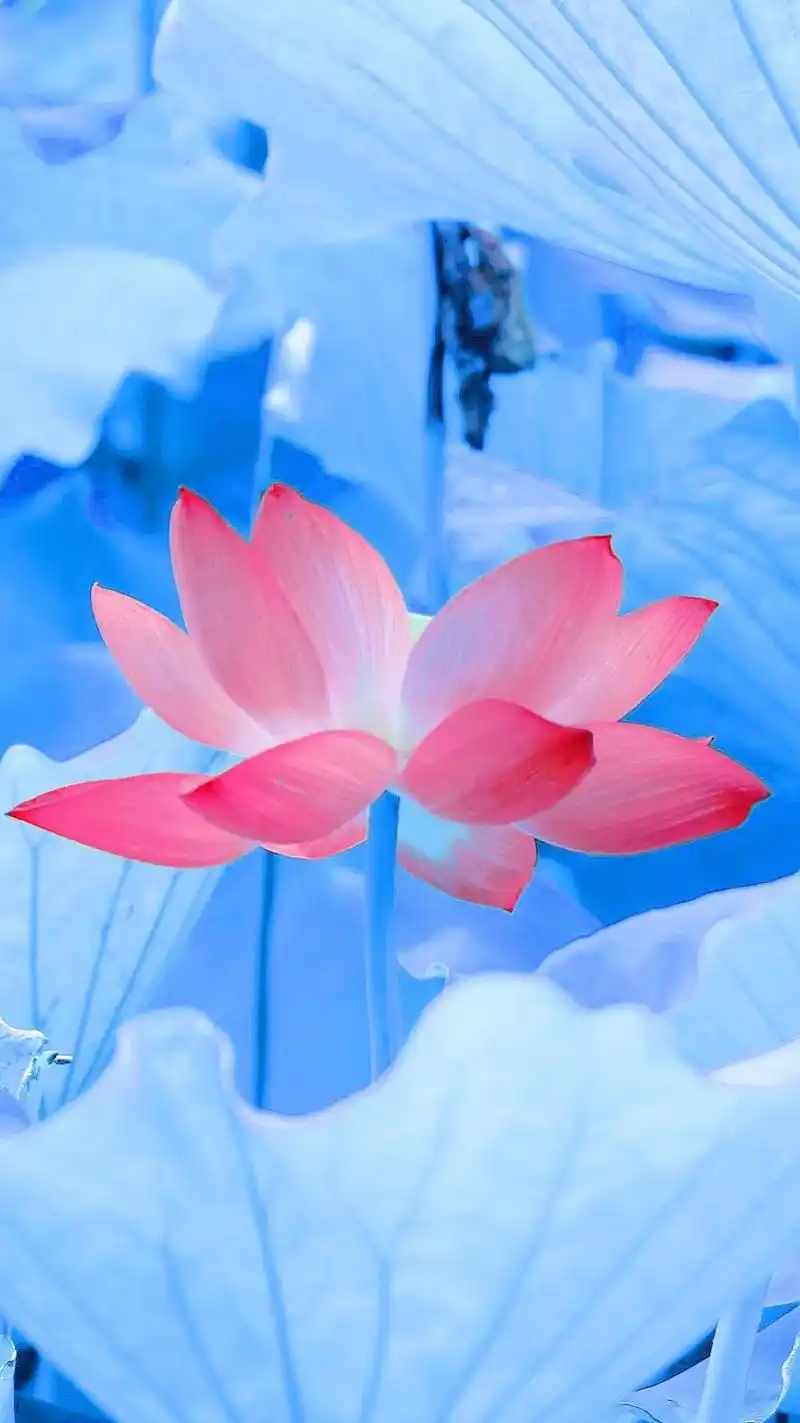 请给我一点儿运气,剩下的我自己努力 #送你一张壁纸 #荷花  - 抖音