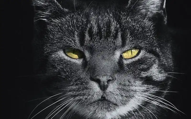 猫咪,霸气,可爱,萌宠,2k,动物生死看淡的喵星人 壁纸图片