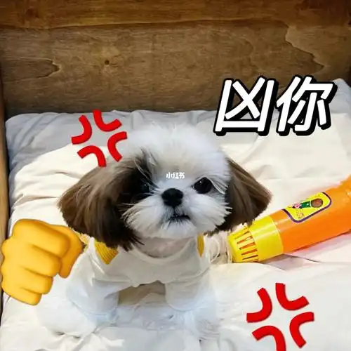西施犬  #我家宠物好可爱  #超小体西施犬  #表情包  #奶凶