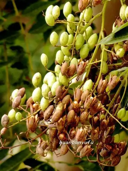 在我们日常生活当中,香椿树的果实含有一定的天然挥发性芳香类的产物