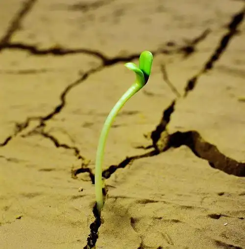 处处怒放的生命!【美图】