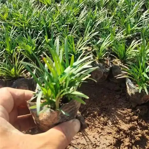 日本矮麦冬草小苗 易成活 耐寒庭院园林绿化草坪