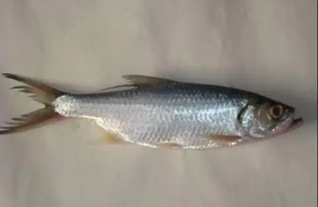 著名女作家张爱玲曾说过,人生有三恨:"一恨海棠无香,二恨鲥鱼多刺,三