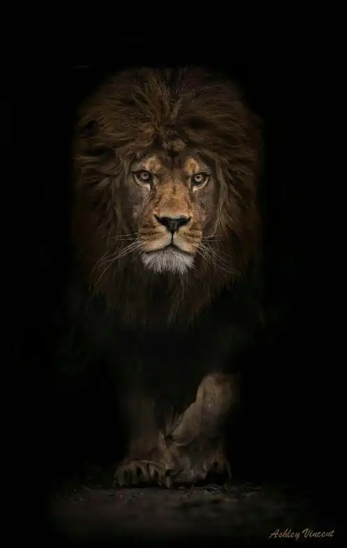 既然都是精英.肯定品味不错