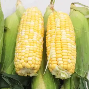 【水果玉米棒子图片】水果玉米棒子图片大全_好便宜网