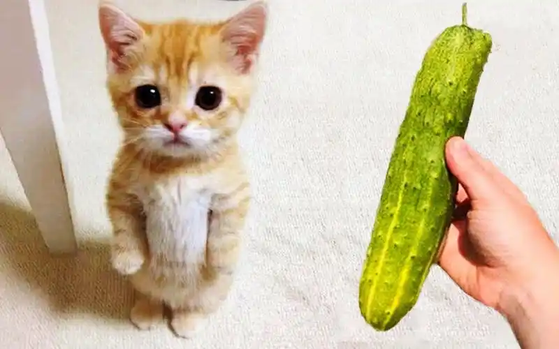 搞笑萌宠:盘点全网最呆萌小猫咪,小小眼神,有没有萌化你心呢?