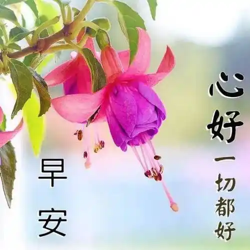 原创7张早上好图片带字带祝福语免打字聊天的冬日清晨早安问候祝福语