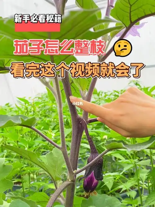 如何给茄子整枝能长得更好