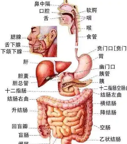 超全!人体内脏解剖图整理