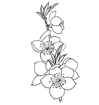 侧面一簇花朵单个花蕾桃花局部练习所属专题:中国画基础学堂——白描