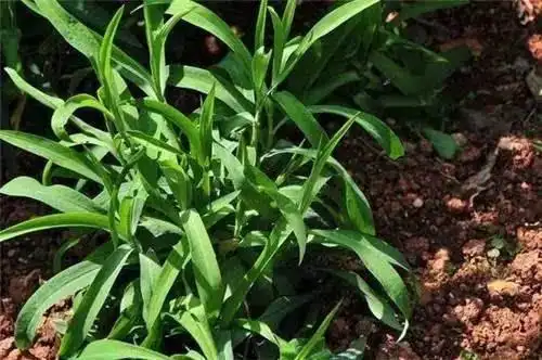 消肿草药图片和药名 消炎的草药有哪些图片?-图片大观-奇异网