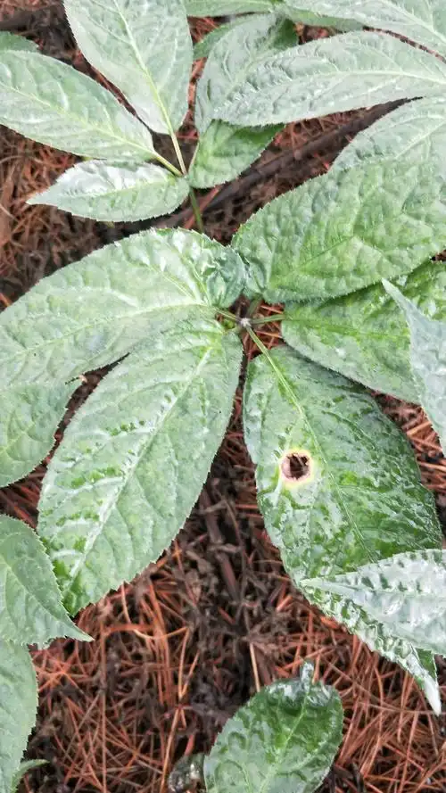 天利园2018年7月三七区域黑斑,圆斑回访记录篇!