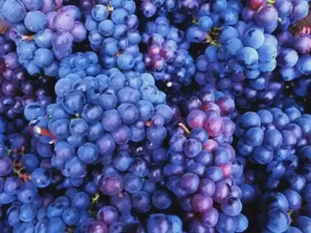 柳江鲁比葡萄粒粒爆汁爽翻您的味蕾