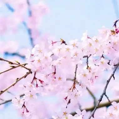 樱花头像图片大全最新版