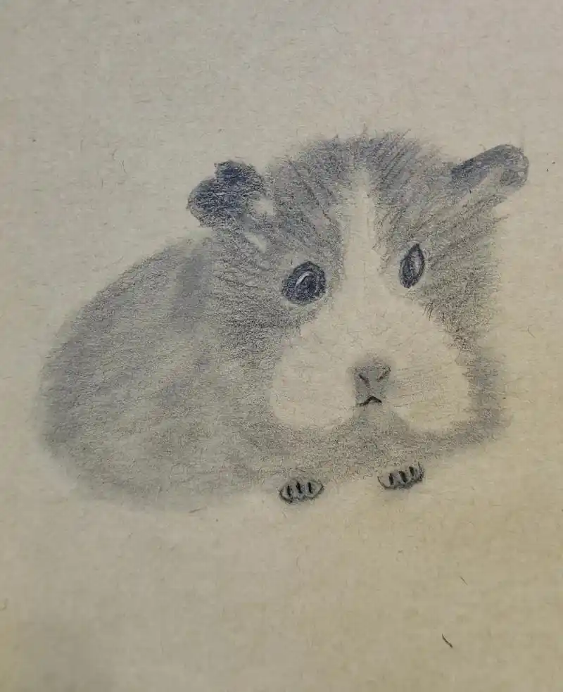 学素描 #浅画一下 #小仓鼠  这只仓鼠狗里狗气的,透露着 - 抖音