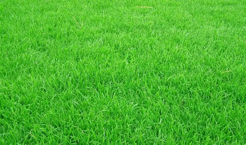 秋季暖季型草坪交播黑麦草掌握这几点很关键