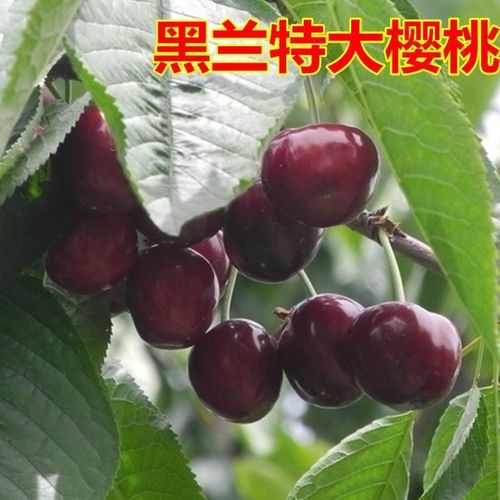樱桃树苗批 发 黑兰特樱桃苗 嫁接樱桃苗 大黑甜樱桃果树苗包邮