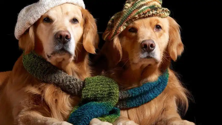 dog,golden retrievers,scarf,hat,壁纸,高清壁纸自然,动物,狗,金毛
