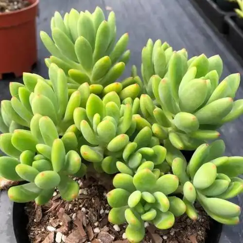 春萌云南悬崖老桩无砍65元