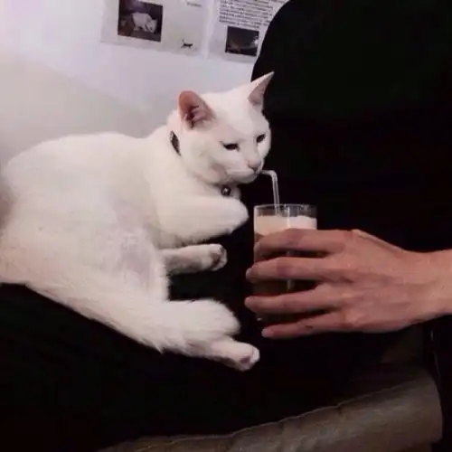 男生和猫的头像