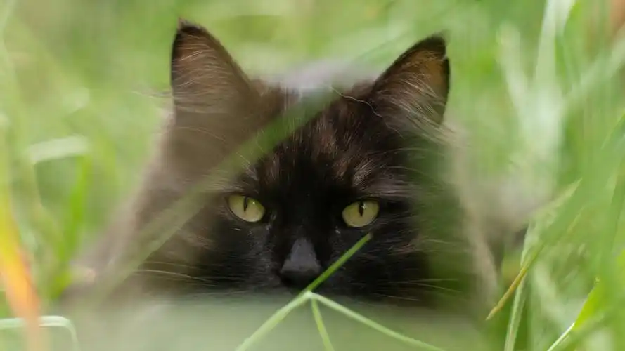 呆萌可爱的猫们高清壁纸