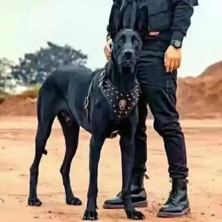 活体纯种中华黑狼犬大型的护卫犬正宗大骨架黑狼犬看家护院高智商