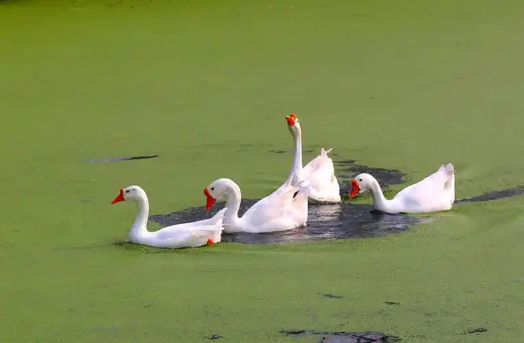 白鹅戏水之一一鹅之恋