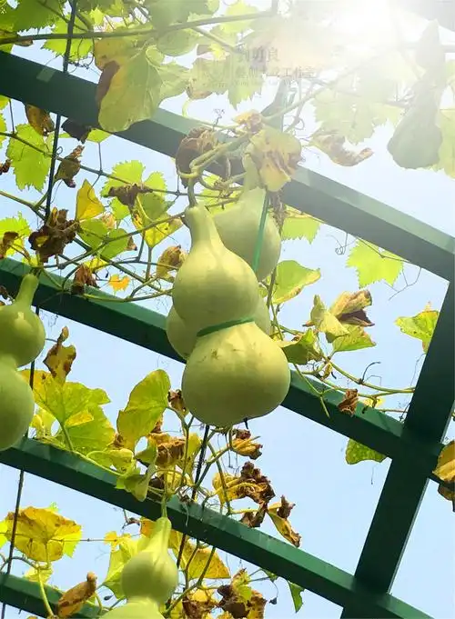 刘勇良手机摄影葫芦架上结硕果