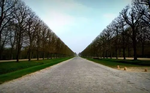 眼界大开行道树原来还可以这样种