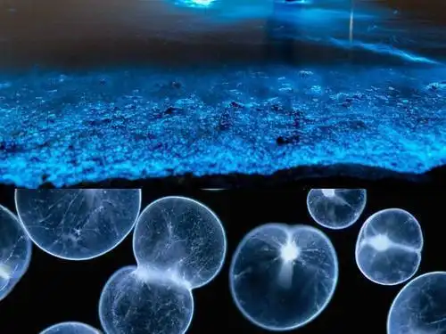 蓝眼泪突现福建海湾蓝色荧光美轮美奂是海水被污染了吗