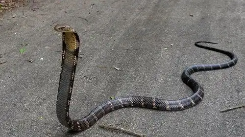 他一把拉住尾巴,本以为是常见的滑鼠蛇或者乌梢蛇,可没想到是一条大型