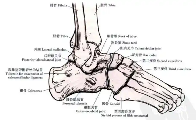 距骨后移;★ 冠状面: 外踝较内踝低1cm左右;踝关节的骨性结构由胫骨