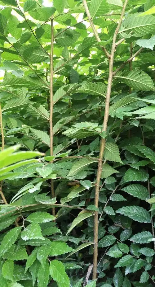 1米高榉树小苗,价格1元,基地批发直销