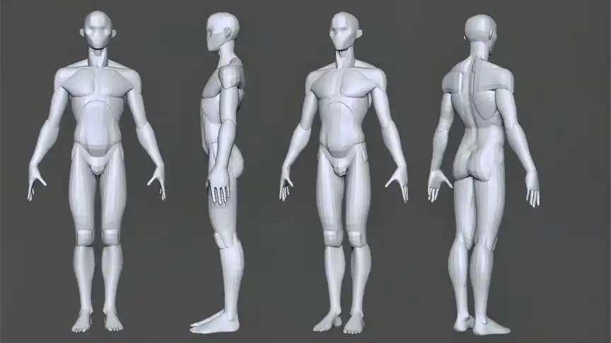 3d建模zbrush人体雕刻入门认识男性人体结构比例
