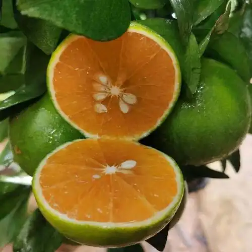 海南绿橙新鲜甜橙非脐橙子五指山琼中产绿橙福橙汁多