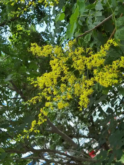 手机摄影第461天61栾树拍摄于下班路上