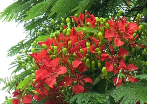 凤凰木(红花楹)