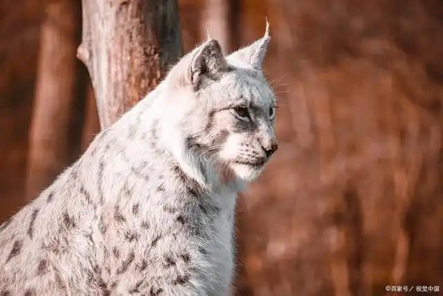中国禁养猫的品种