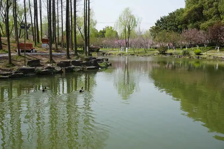 上海大宁公园(2020年3月19日三人行)