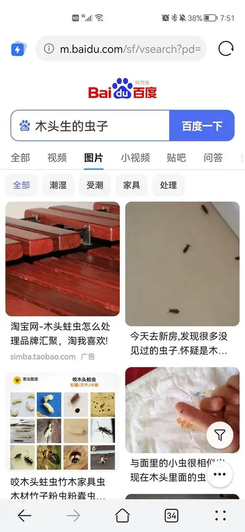 请问这是跳蚤吗