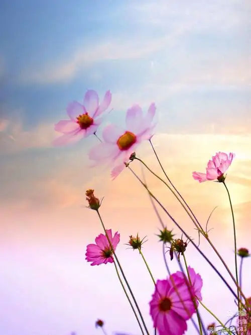 象征幸福吉祥的格桑花