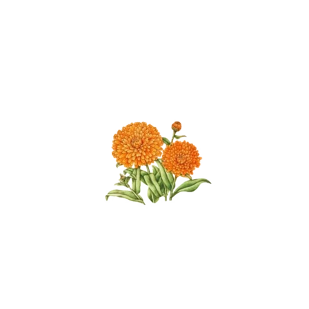 透明格式这里上传不了的,劳驾到下面的网盘里下载png格式的透明图片