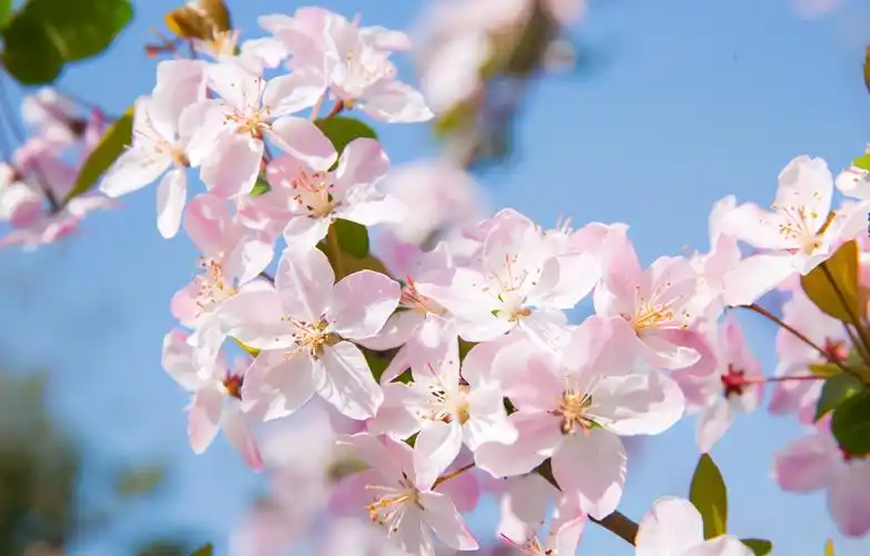赞美海棠花的优美句子描写海棠花的唯美语录