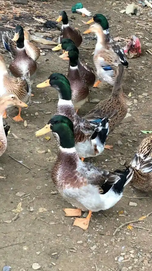 广西南宁青头鸭苗批发_南宁绿头鸭苗批发价格_南宁谢氏鸭苗批发商