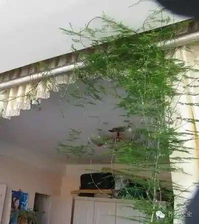 三,文竹2.吊竹梅喜欢湿润,盆土要一直保持潮湿的状态,否则叶片会发枯.