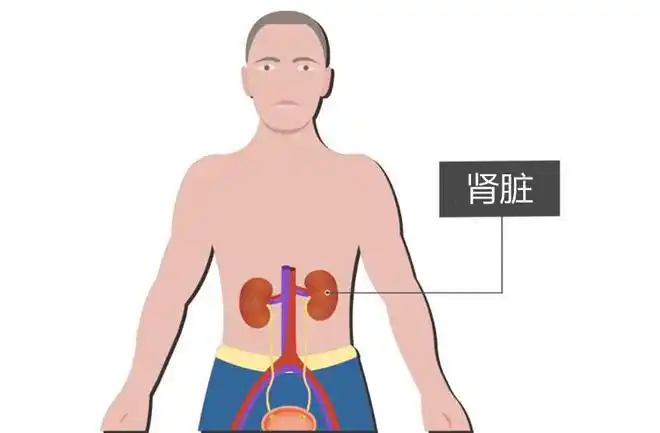 肾脏疼痛的位置比较高,而且比较深,疼痛部位通常在腰部的上半部分
