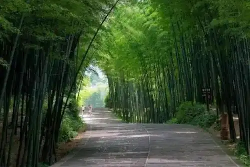 四川最美的竹海,植被覆盖率达87%,堪称一个天然的大竹园