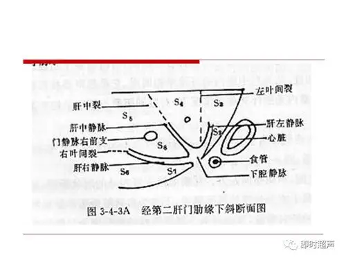 肝脏解剖及超声表现