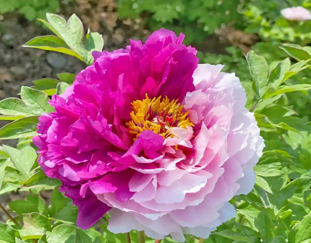 二乔牡丹花,别名洛阳锦,牡丹名品种之一.(牡丹花,摄于洛阳) 67