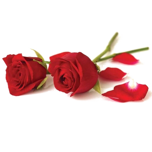 两支红色的玫瑰花素材